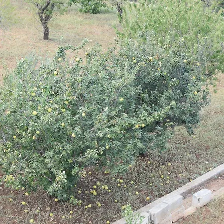 Nyaraló Mimi *